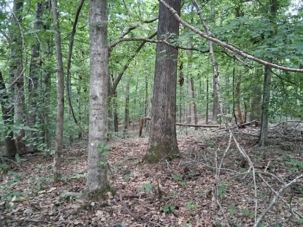 Picture 5