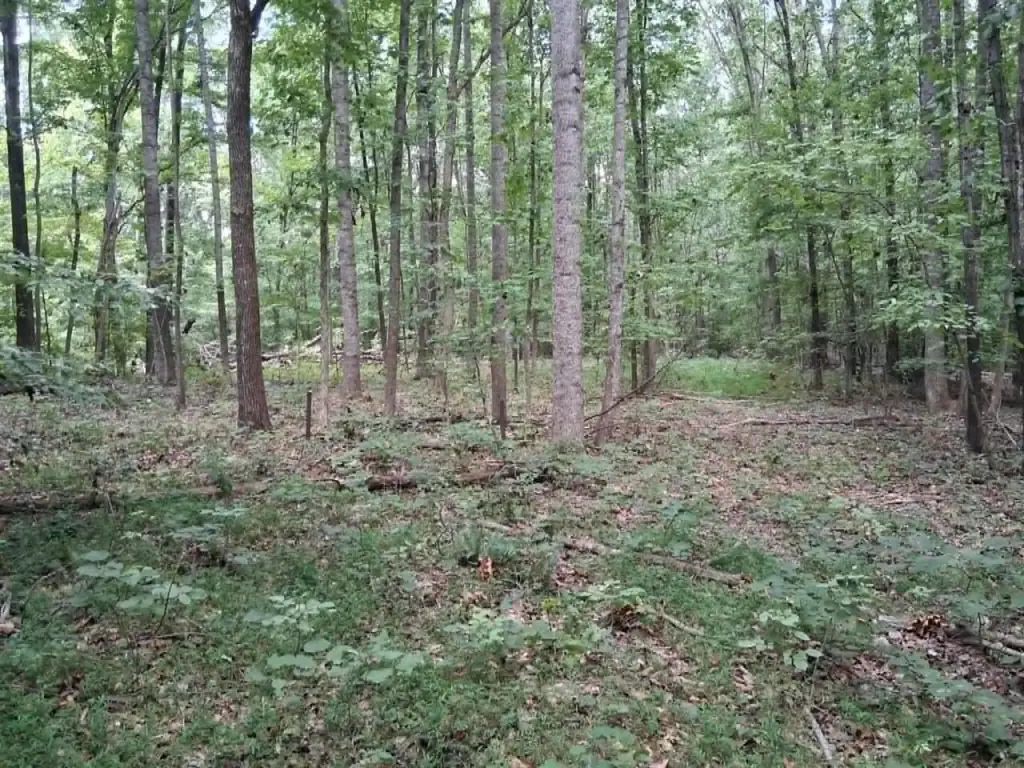 Picture 8
