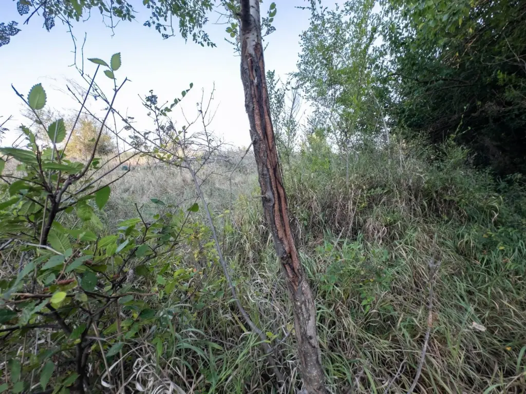 Picture 45