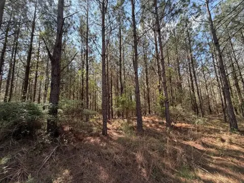 Hunting Land Timber Tract