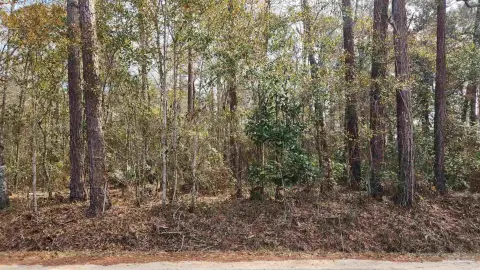 Wooded Lot Near Avalon Blvd