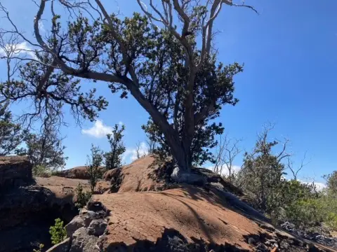 Lava Field Land with Ocean Views