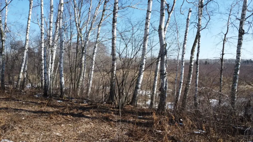 Picture 31