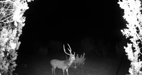 25.47 Acres Untamed Texas Land