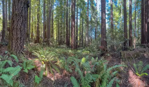 The Sea Ranch Residential Lot
