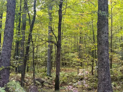 Northern Hardwood Hunting Land
