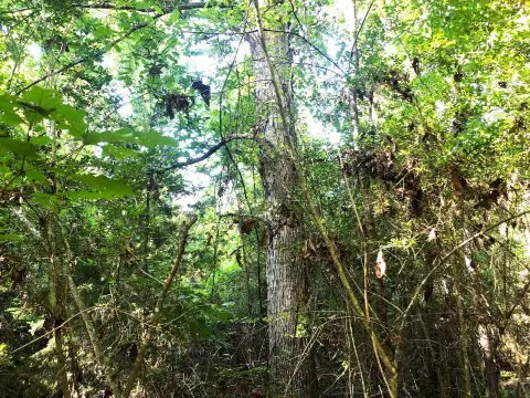 Jasper, TX Acreage with Trees