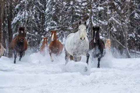 Picture of Horse & equestrian properties at Reservoir Rd 355, Whitefish, MT