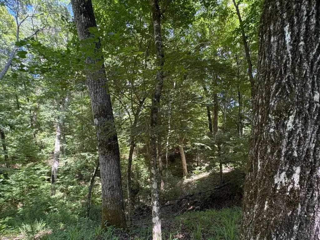 Picture 4