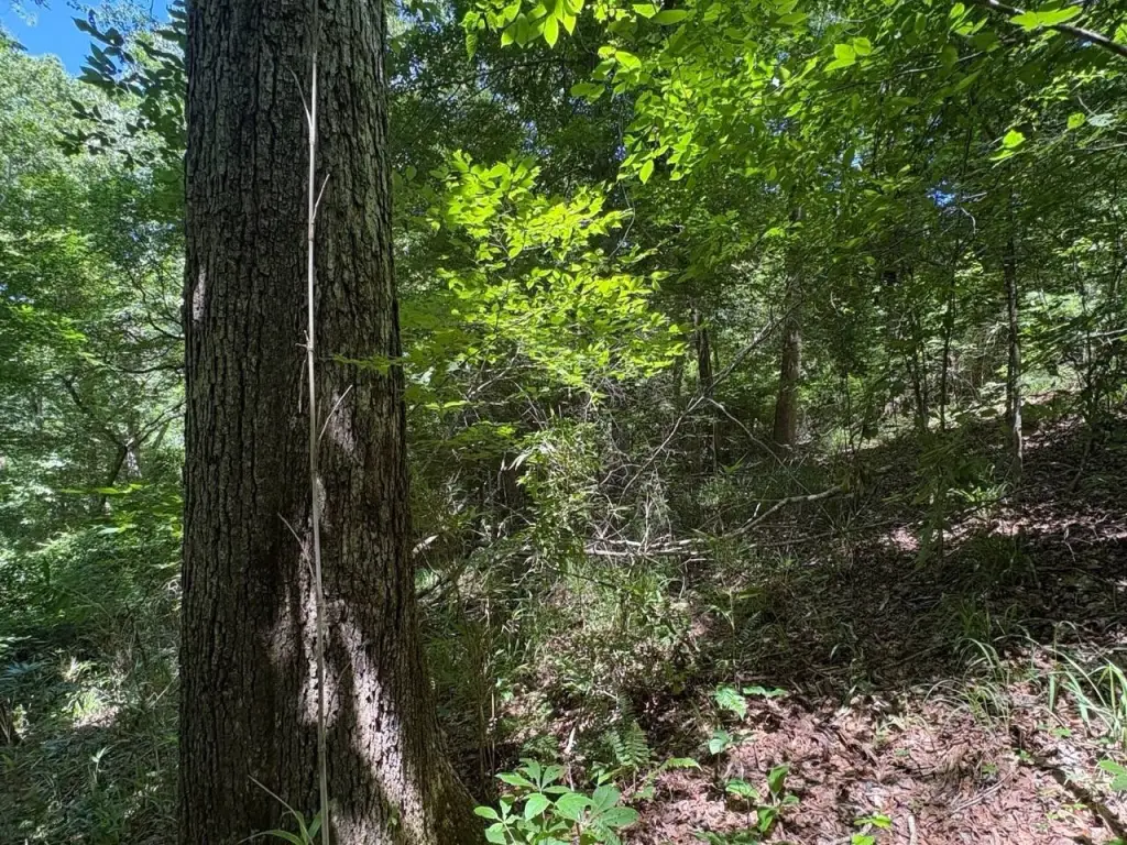 Picture 18