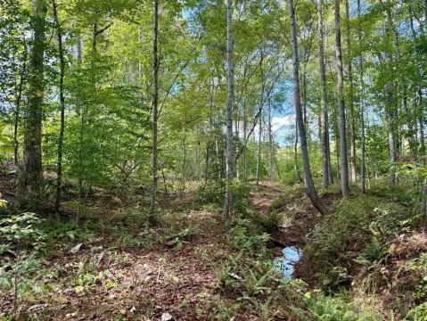 323 Acres Near Smith Lake