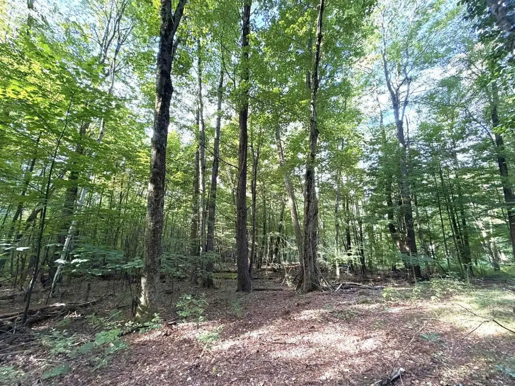 Picture 8
