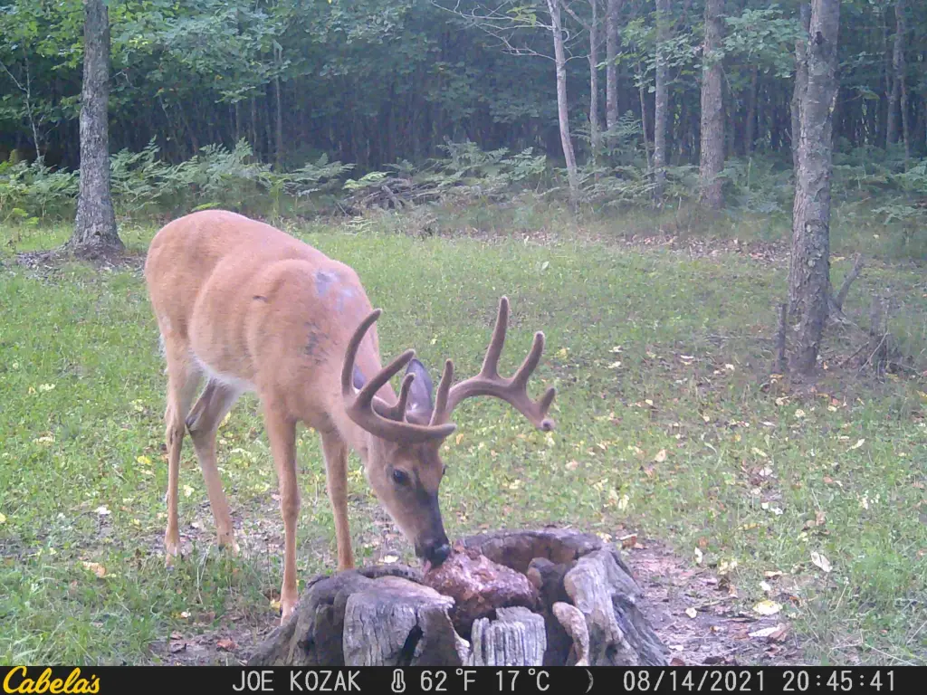 Picture 17