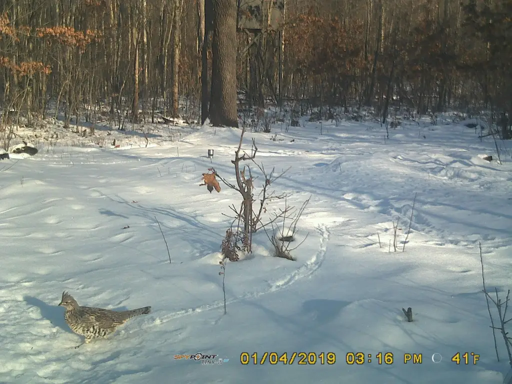 Picture 40