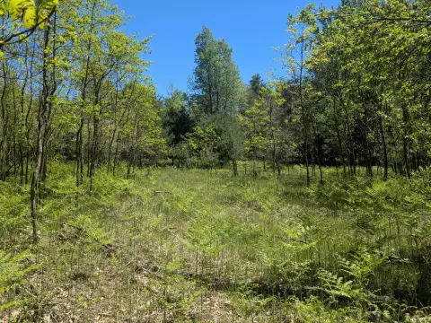 Wooded Hunting and Buildable Land