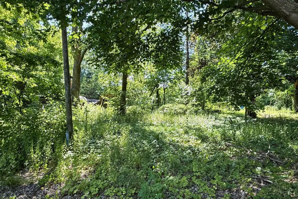 Picture 5