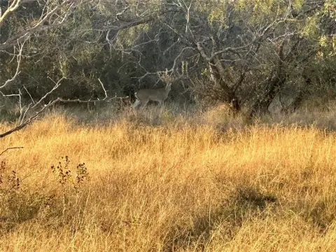 25 Acres of Texas Land