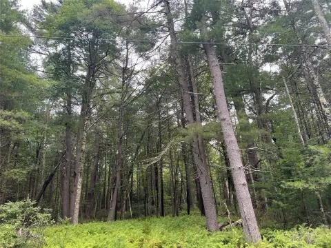 Secluded Land Near Delaware River