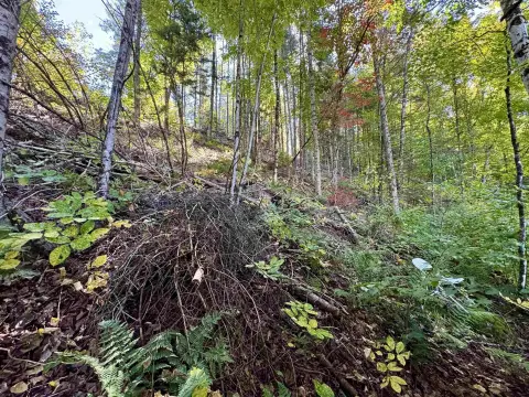 Wooded Recreation Land
