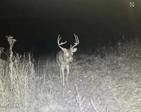 Prime Whitetail Hunting Land