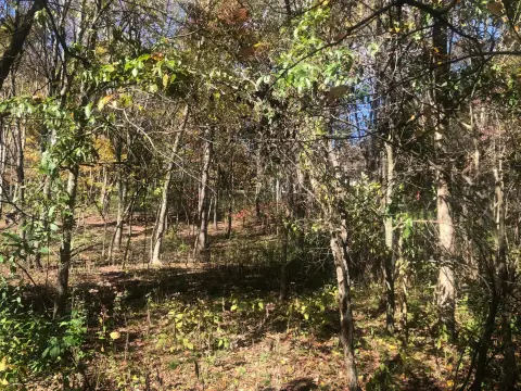 Wooded Lot Near Apple Valley