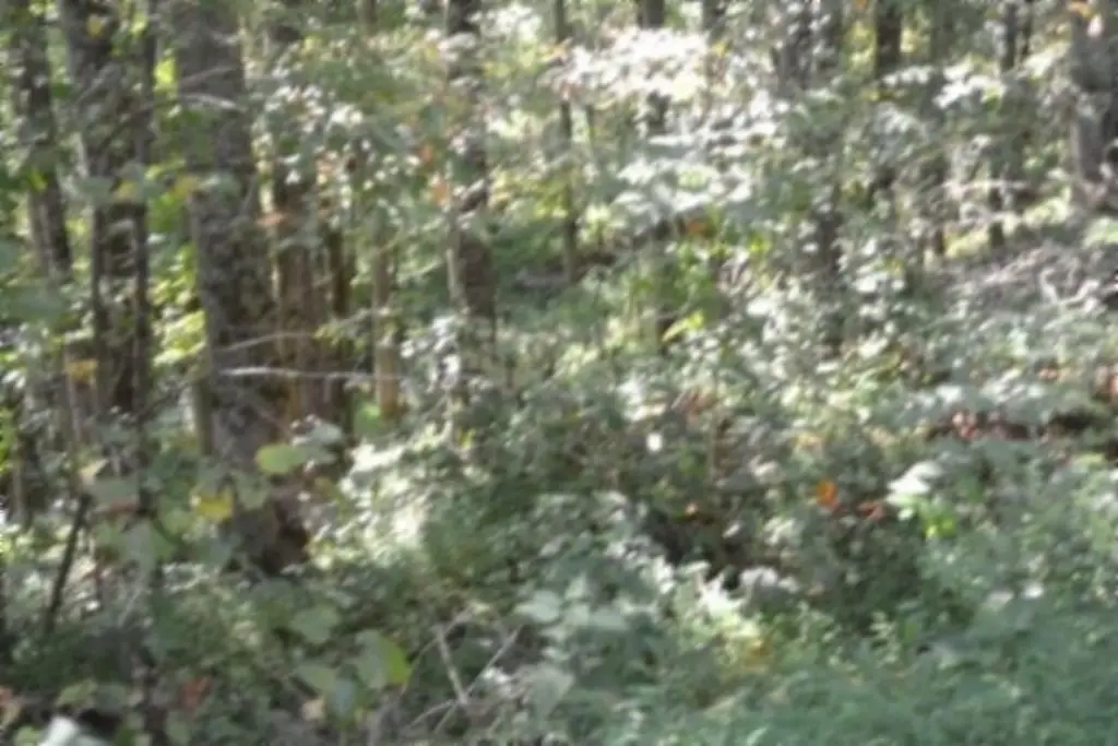 Picture 8
