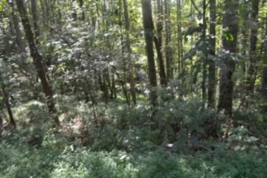 Picture 5