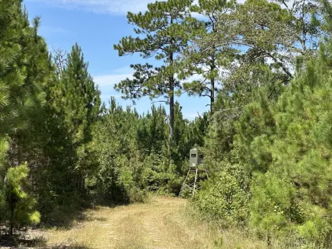 Kingstree Vacant Land with Pines