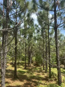 80 Acres of Vacant Land