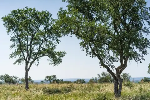 Residential Lot in Gated Community