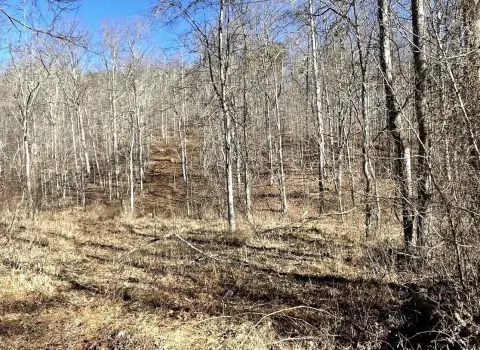 Undeveloped Wooded Lot Near Wayne