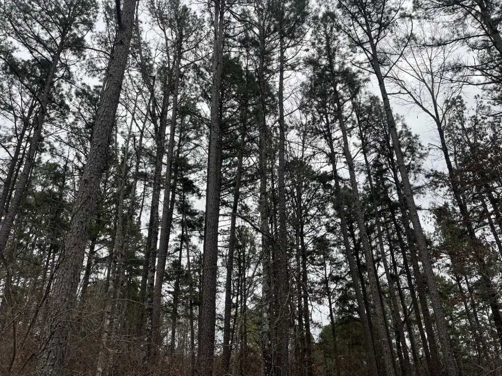 Picture 8