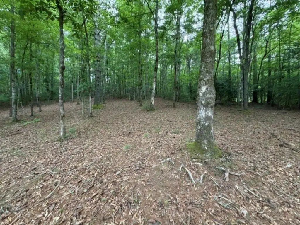 Picture 8