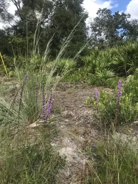 Wooded Lots Near St. Johns River