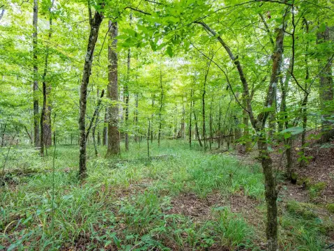 Wooded Acreage in Hot Springs Village