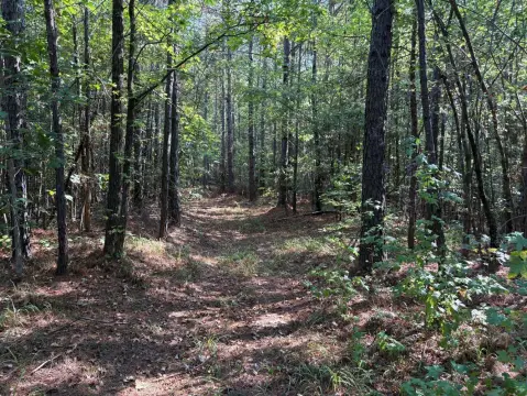 40 Acres Hunting/Recreational Land