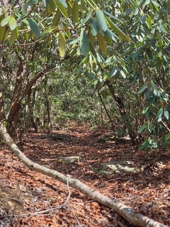 Picture 18
