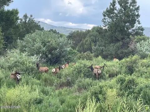 Land with Creek Bordering Forest