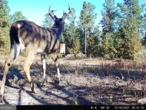 Hunting Land in Sandersville, GA