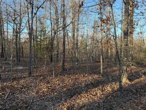Heavily Wooded Land Near Blossom
