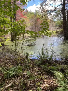 40 Acres Hunting Land McMillan