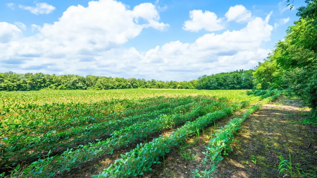 Picture 36