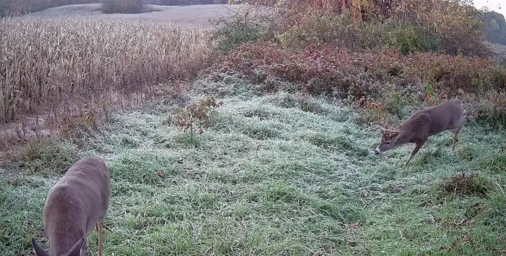 Picture 45