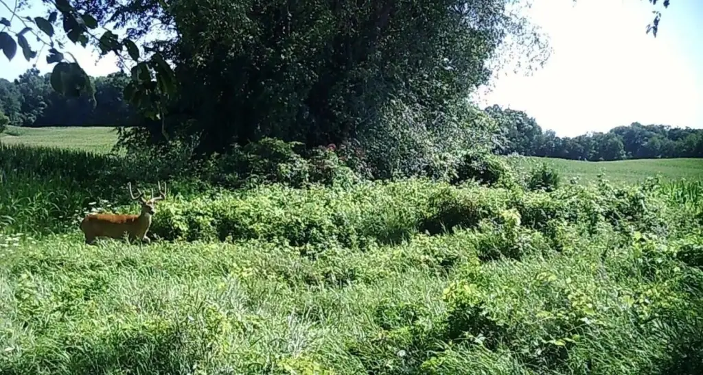 Picture 2