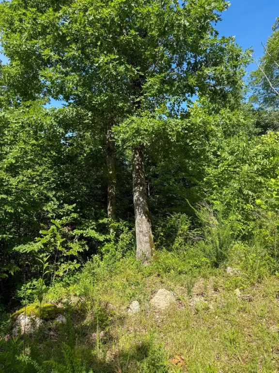 Picture 28