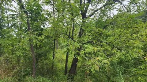 Land Near Lake Raystown
