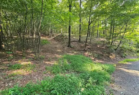 6.6 Acre Wooded Lot