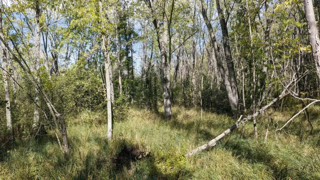Picture 40