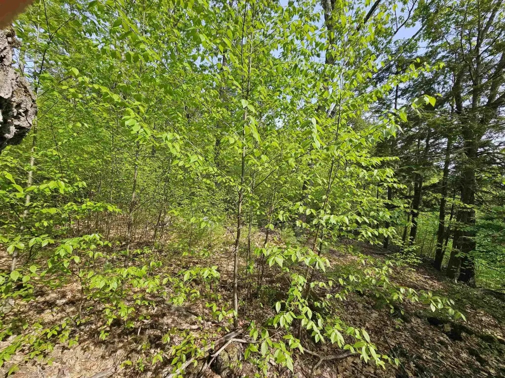 Picture 24