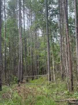 27 Acres of Untouched Land